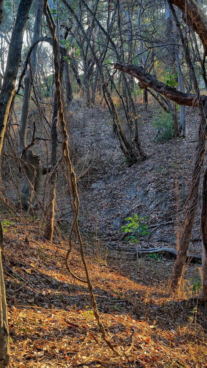 woodland, bushland forest, australian woodland-2911239.jpg