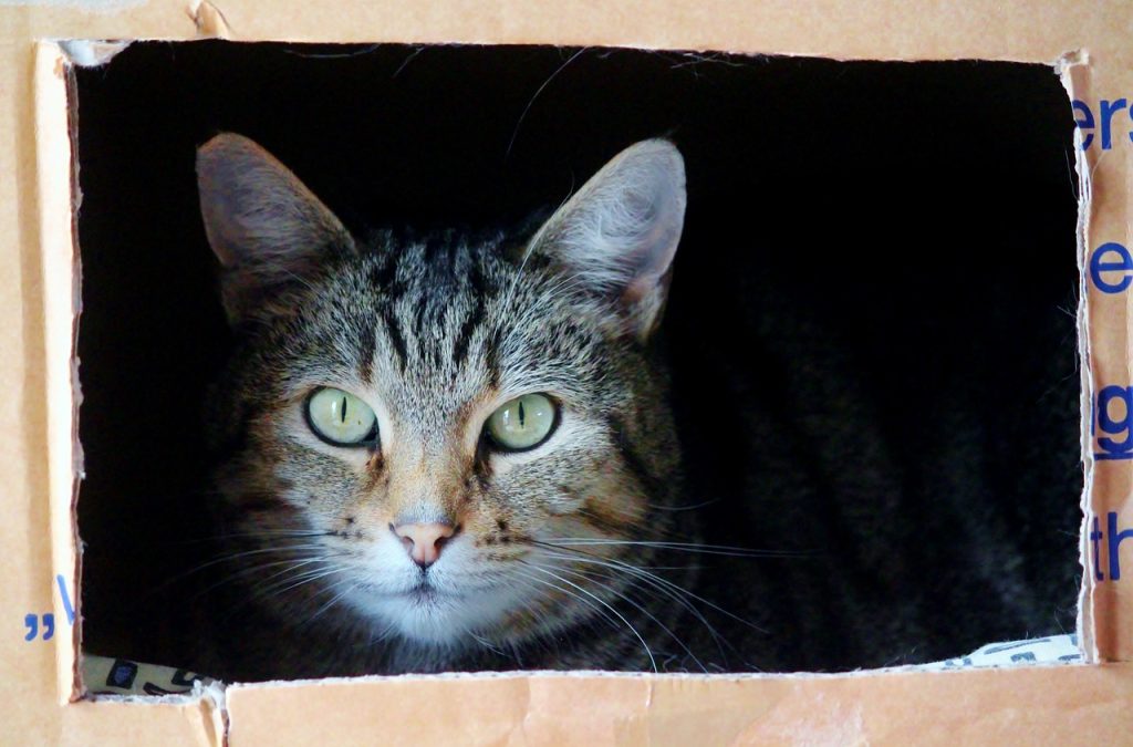 cat, cat face, moving box-829121.jpg